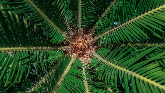 Top view of lush green Cycas palm plant with symmetrical leaves radiating from the center