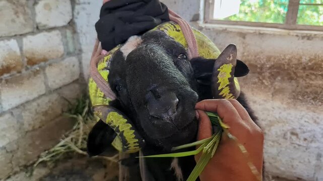 A close-up of a large, black, horned sheep eating fresh green grass from a human hand