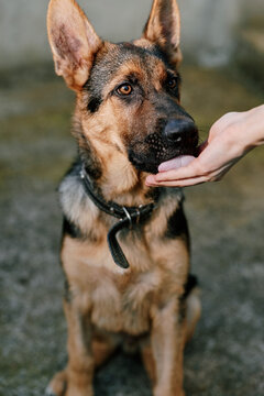 German shepherd dog being fed by a hand outdoors, attentive and calm, close up on the muzzle, natural yard background, suitable for pet care and training themes.