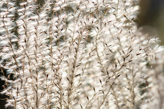 逆光に輝くススキの穂　Miscanthus sinensis