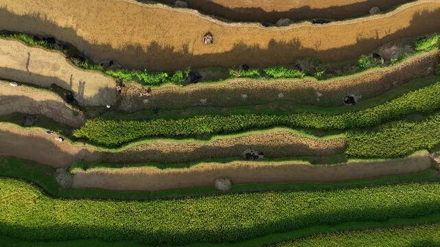 High-angle aerial drone shot of traditional Asian farmers manually harvesting rice on beautiful terraces. Captures the authentic hard-working rural lifestyle and stunning landscape.