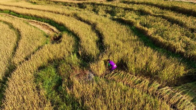 High-angle aerial drone shot of a traditional Asian farmer harvesting rice manually in a golden paddy field. Smooth panning captures the hard-working rural lifestyle and authentic agriculture cultivat