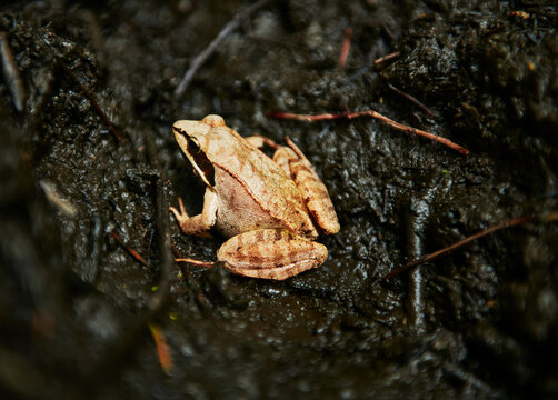 wood frog (Lithobates sylvaticus) in Maine, New England