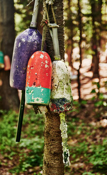 weathered, colorful fishing and lobster buoys hanging from a tree trunk in a wooded coastal setting, Maine, New England 