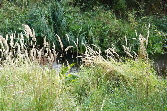 Schilf und Gr&auml;ser am Ufer der Panke bei Blankenburg, Berlin