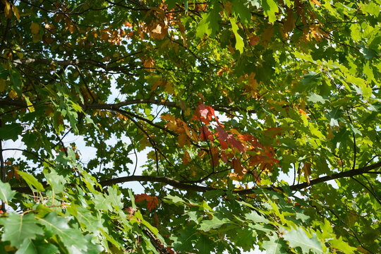 Nahaufnahme einer Amerikanische Roteiche (Quercus rubra) mit herbstlich gef&auml;rbten Bl&auml;ttern
