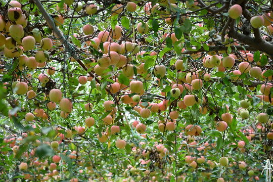 apples in the garden