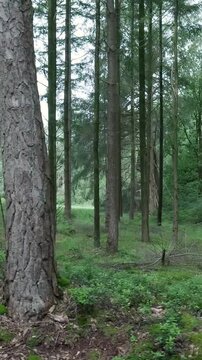 Walking pov through a tranquil coniferous forest