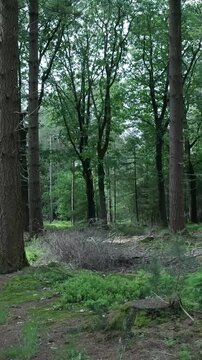 Lush green forest floor panning shot