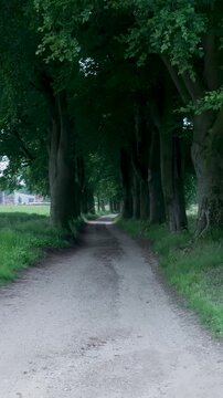 Scenic country road leading through a tunnel of green trees