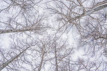 Obraz premium Looking Up Through Bare Winter Trees
