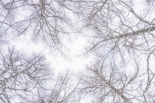 Bare Winter Tree Branches Framing a Bright Sky