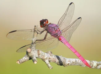 An Extreme Close-up Focus Stacked Image of a Roseate Skimmer Dragonfly Perched on a Twigg © sdbower