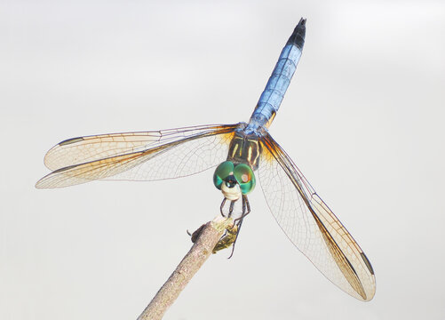 An Extreme Close-up Focus Stacked Image  of a Young Blue Dasher Dragonfly Perched on a Twigg