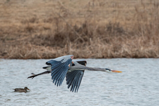 Great Blue Heron Flying Over Water
