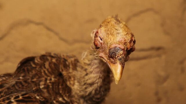 Close-up of a turkey chick with severe fowl pox lesions around the eye and beak. This veterinary footage highlights viral skin disease in poultry for animal health, diagnosis, research, and education.