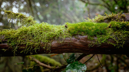 Bright green moss and its fine sporophytes cover a wet laurel branch in the Anaga cloud forest. Close botanical detail for science publishing and conservation campaigns. © Oksana