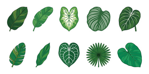 Tropical Leaf Collection Set, Hand Drawn Botanical Illustrations Isolated on White Background for Commercial Graphic Use © Eps World