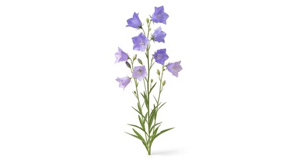 Obraz premium A beautiful stalk of purple bellflower blossoms isolated on a white background.