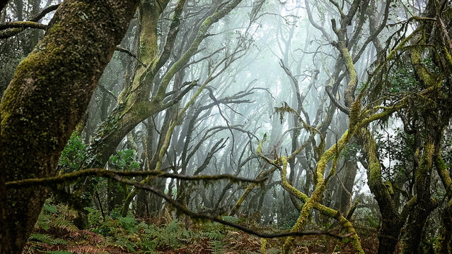 Bare laurel trunks stand in heavy fog above a floor of brown bracken in Anaga Rural Park. Mood and mystery for atmospheric nature and quiet living campaigns.