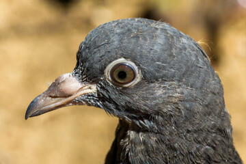 Fototapeta premium Detailed macro portrait of a grey pigeon bird head showing eye and beak details, selective focus.