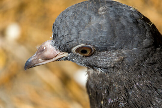 Detailed macro shot of a pigeon bird head looking at camera with blurred natural background.