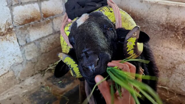 A close-up of a large, black, horned sheep eating fresh green grass from a human hand