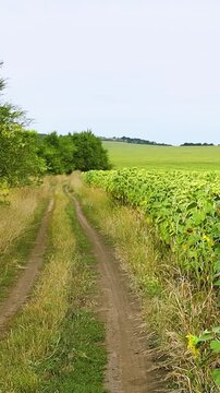 Sunflower plants with green stems and yellow flowers sway in the wind, creating a lively scene in a field under a bright sky
