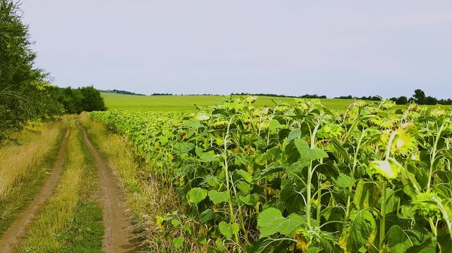 Sunflower field with tall green stems and yellow blooms swaying gently in the breeze, showcasing the vibrant growth and lush foliage under a clear sky