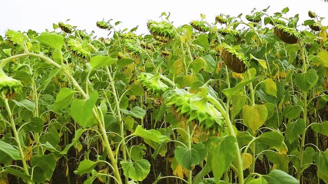Sunflower field with tall green stems and yellow blooms swaying gently in the breeze, showcasing the vibrant growth and lush foliage under a clear sky