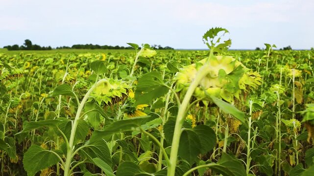 Sunflower field with tall green stems and yellow blooms swaying gently in the breeze, showcasing the vibrant growth and lush foliage under a clear sky