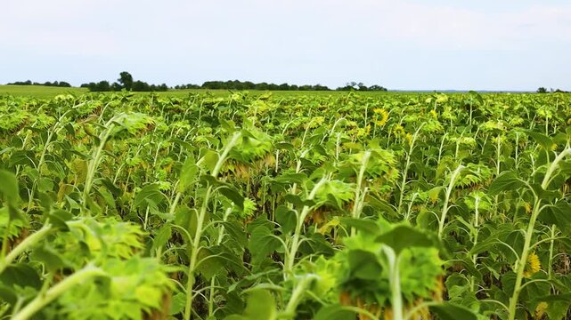 Sunflower field with tall green stems and yellow blooms swaying gently in the breeze, showcasing the vibrant growth and lush foliage under a clear sky