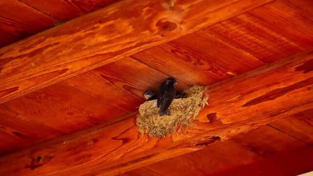 Bird sitting in a nest attached to a rustic wooden ceiling beam