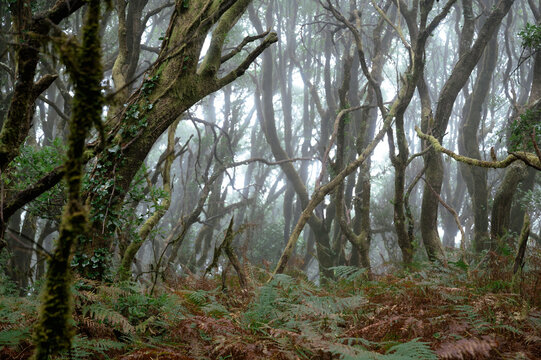 A stand of laurel rises over dead bracken while fog closes the view in Anaga Rural Park. Atmosphere and age for documentary nature and conservation storytelling.