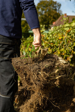 Gardener holding uprooted bush with exposed roots in a garden