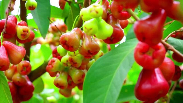 Fresh wax apples hanging on a tree branch in a tropical orchard