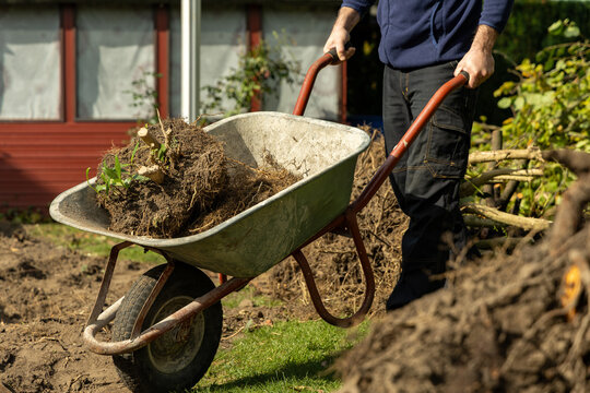 Gardener pushing wheelbarrow loaded with uprooted plants in a residential garden