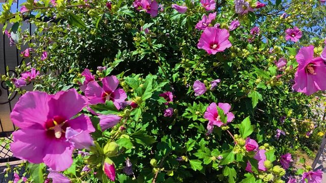 Vibrant pink hibiscus flowers swaying gently among green leaves in bright sunlight, with blue sky and branching trees in a lush outdoor garden