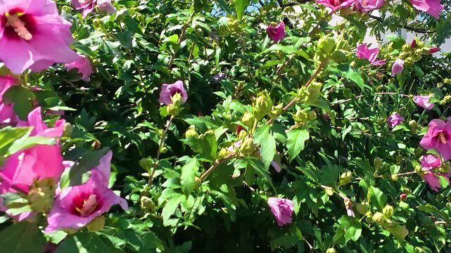 Vibrant pink hibiscus flowers swaying gently among green leaves in bright sunlight, with blue sky and branching trees in a lush outdoor garden