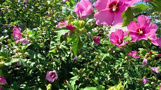 Vibrant pink hibiscus flowers swaying gently among green leaves in bright sunlight, with blue sky and branching trees in a lush outdoor garden
