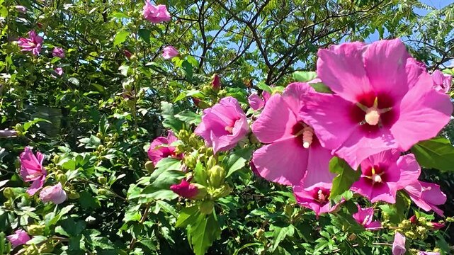 Vibrant pink hibiscus flowers swaying gently among green leaves in bright sunlight, with blue sky and branching trees in a lush outdoor garden