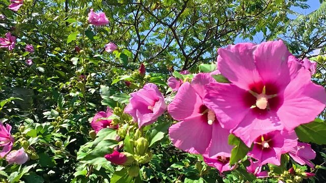 Vibrant pink hibiscus flowers swaying gently among green leaves in bright sunlight, with blue sky and branching trees in a lush outdoor garden