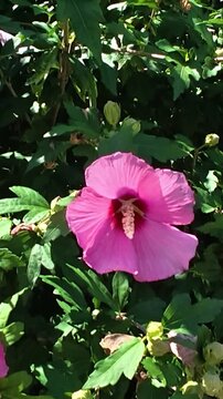 Vibrant pink hibiscus flowers swaying gently among green leaves in bright sunlight, with blue sky and branching trees in a lush outdoor garden