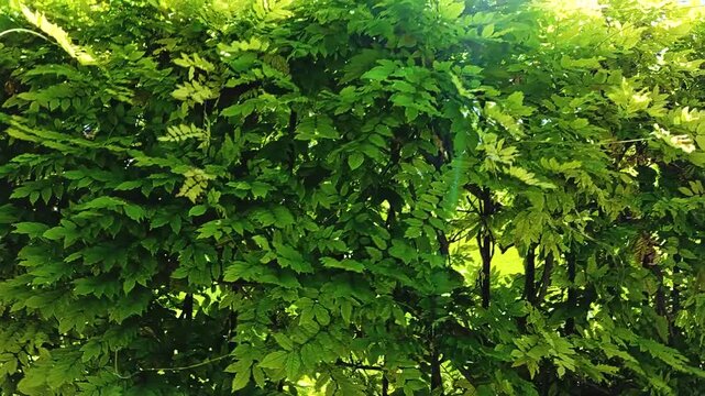 Lush green foliage of climbing plants covering a black metal fence, showcasing vibrant leaves in various shades of green under bright sunlight in a garden setting