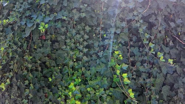Dense green ivy and leafy vines covering a garden wall as the camera slowly moves across textured outdoor foliage
