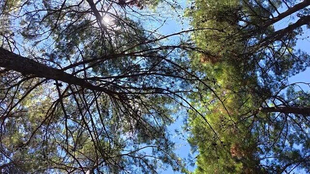 Sunlight shines through the canopy of tall pine trees, casting shadows and illuminating the clear blue sky in a peaceful forest environment
