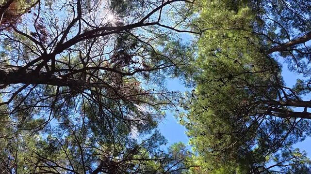 Sunlight filters through tall pine trees, creating a serene atmosphere as branches stretch across a clear blue sky in a tranquil forest setting