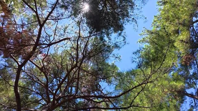 Sunlight shines through the canopy of tall pine trees, casting shadows and illuminating the clear blue sky in a peaceful forest environment