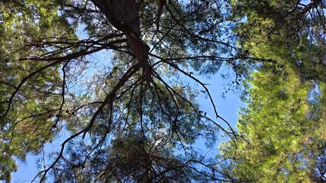 Sunlight shines through the canopy of tall pine trees, casting shadows and illuminating the clear blue sky in a peaceful forest environment
