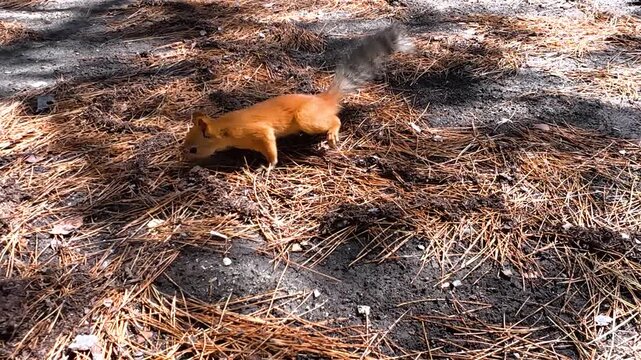 Red squirrel moving across a forest floor covered with pine needles, pausing to investigate the ground in a close wildlife view